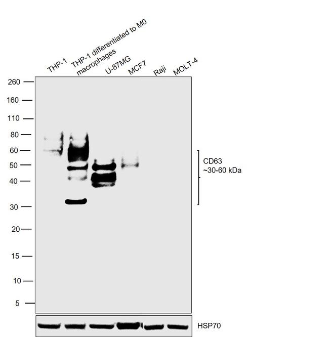 CD63 Antibody in Western Blot (WB)