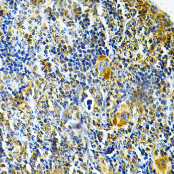 GLRX Antibody in Immunohistochemistry (Paraffin) (IHC (P))