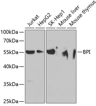 BPI Antibody in Western Blot (WB)