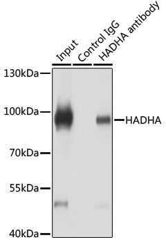 HADHA Antibody in Immunoprecipitation (IP)