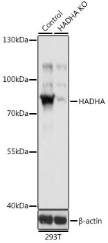 HADHA Antibody