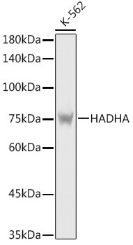 HADHA Antibody in Western Blot (WB)