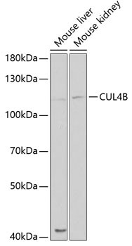 Cullin 4B Antibody in Western Blot (WB)