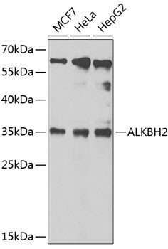 ALKBH2 Antibody in Western Blot (WB)