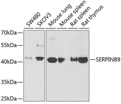 SERPINB9 Antibody in Western Blot (WB)