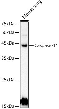 Caspase 4 Antibody in Western Blot (WB)