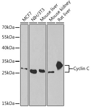 Cyclin C Antibody in Western Blot (WB)