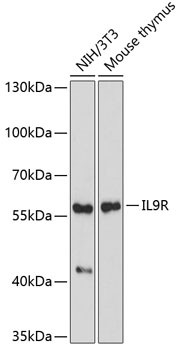 IL9R Antibody in Western Blot (WB)