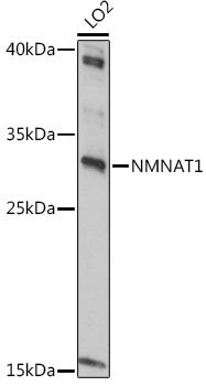 NMNAT1 Antibody in Western Blot (WB)