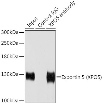 XPO5 Antibody in Immunoprecipitation (IP)