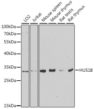 HUS1B Antibody in Western Blot (WB)