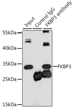 FKBP25 Antibody in Immunoprecipitation (IP)