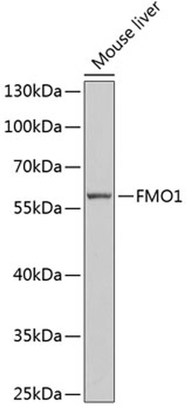 FMO1 Antibody in Western Blot (WB)