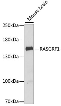 RASGRF1 Antibody in Western Blot (WB)