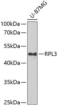 RPL3 Antibody in Western Blot (WB)