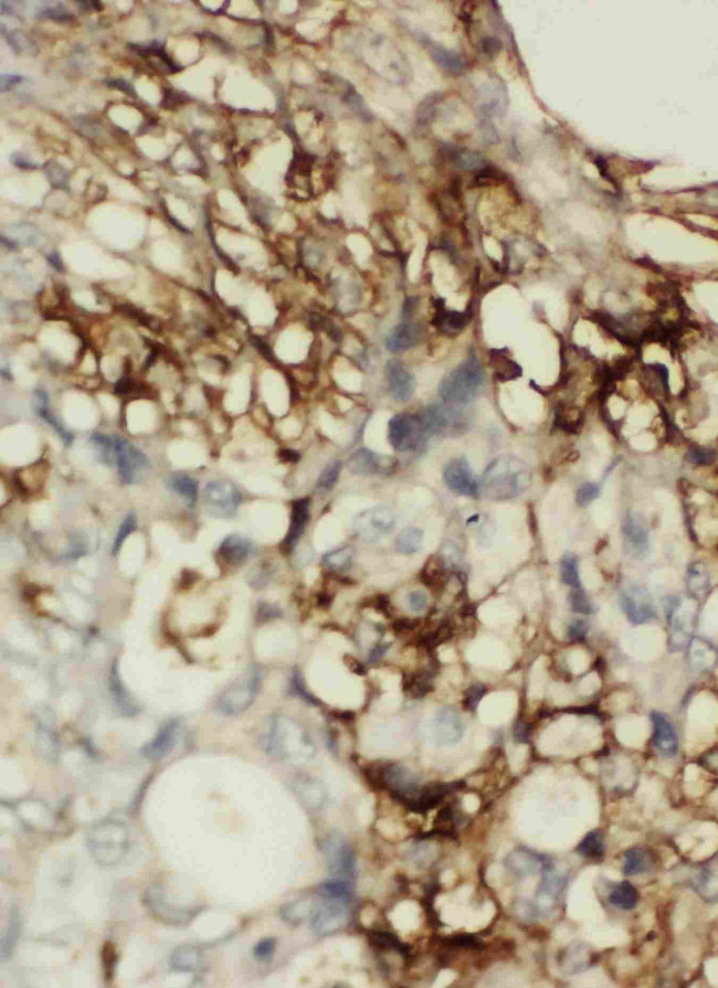 CD44 Antibody in Immunohistochemistry (Paraffin) (IHC (P))