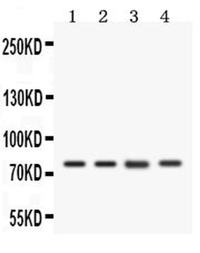 CD44 Antibody in Western Blot (WB)