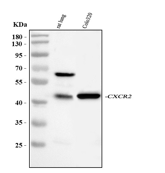 CXCR2 Antibody in Western Blot (WB)