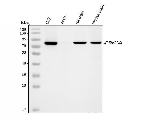 PKC alpha Antibody in Western Blot (WB)