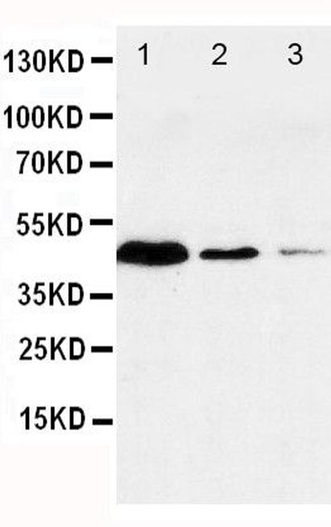 Caspase 1 p20 Antibody in Western Blot (WB)