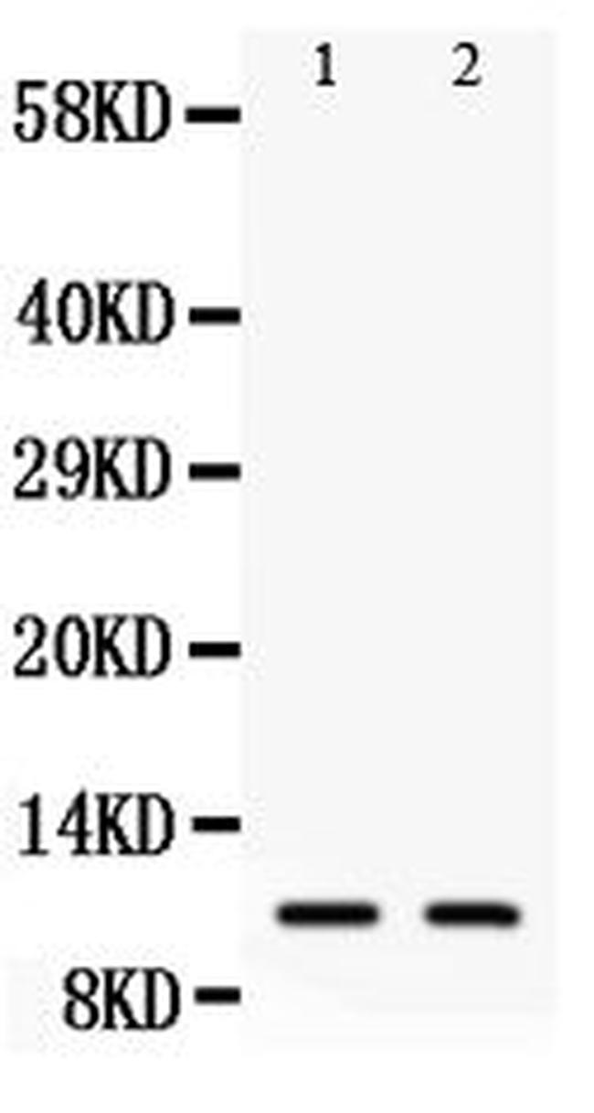 Eotaxin 3 Antibody in Western Blot (WB)