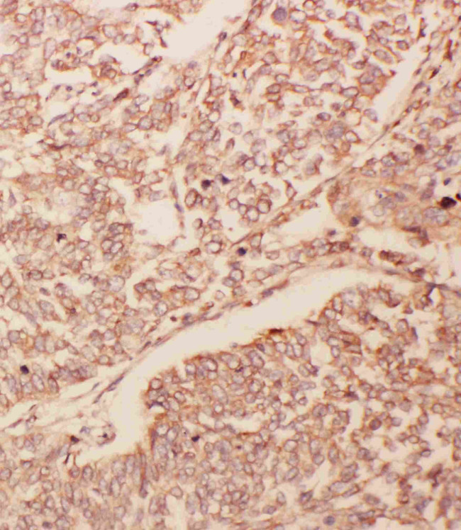 GDNF Antibody in Immunohistochemistry (Paraffin) (IHC (P))