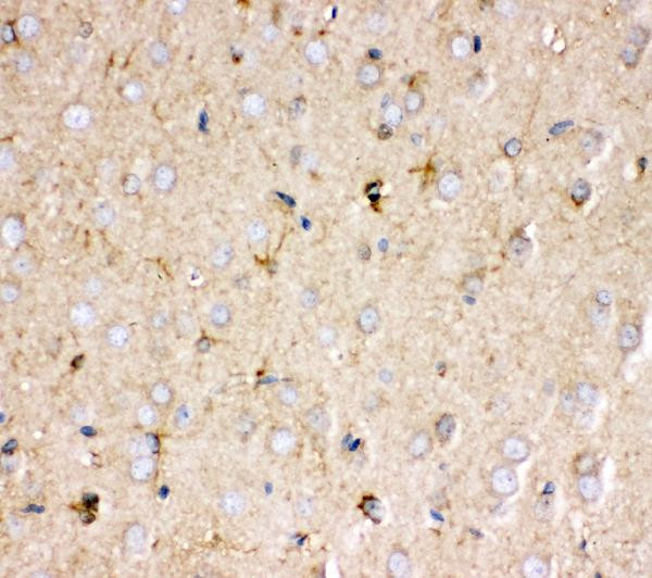 Prohibitin Antibody in Immunohistochemistry (Paraffin) (IHC (P))