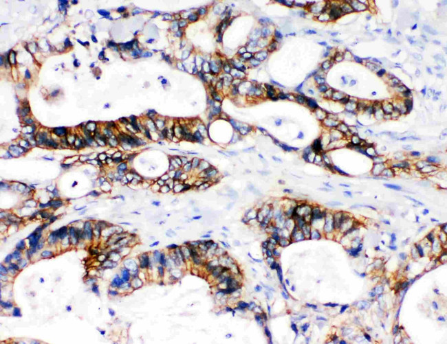 NKCC1 Antibody in Immunohistochemistry (Paraffin) (IHC (P))