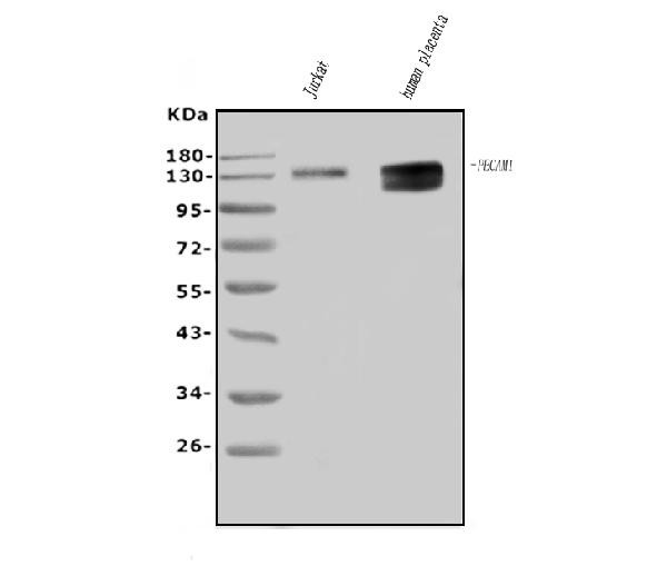 CD31 Antibody in Western Blot (WB)