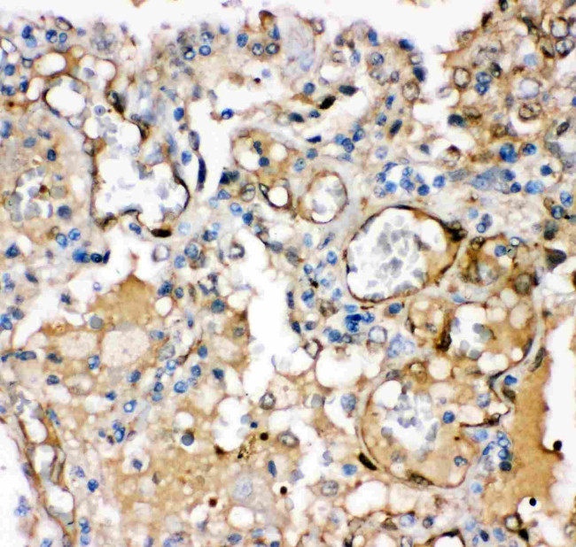 KCNMA1 Antibody in Immunohistochemistry (Paraffin) (IHC (P))