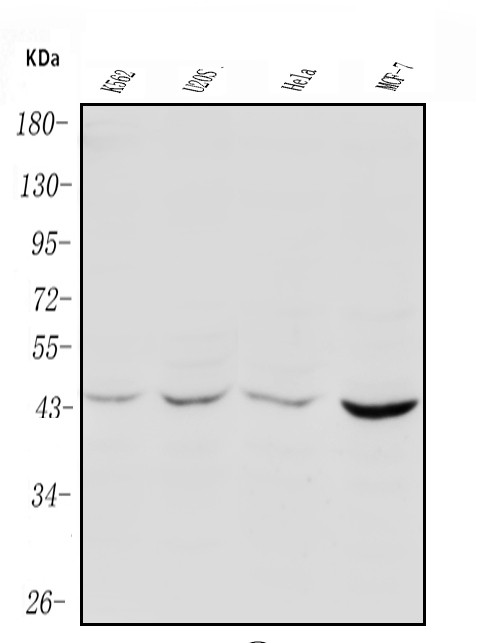 PIM1 Antibody in Western Blot (WB)