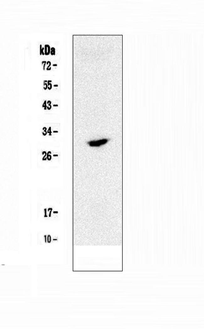 SOCS3 Antibody in Western Blot (WB)