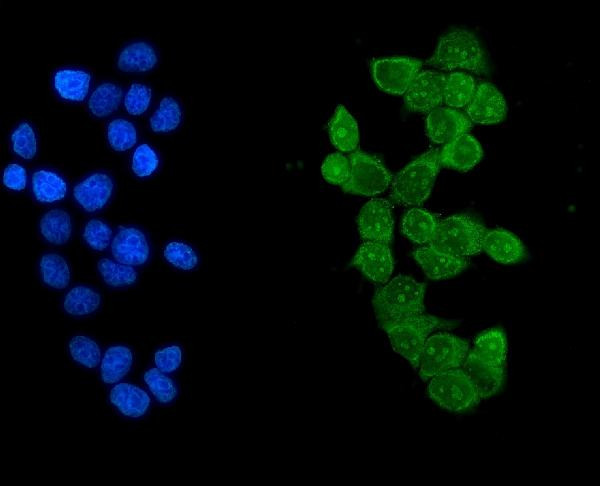 IKAROS Antibody in Immunocytochemistry (ICC/IF)