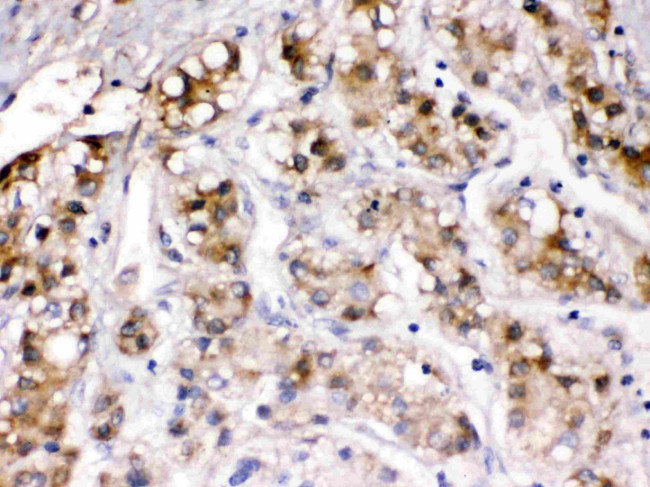 Ceruloplasmin Antibody in Immunohistochemistry (Paraffin) (IHC (P))