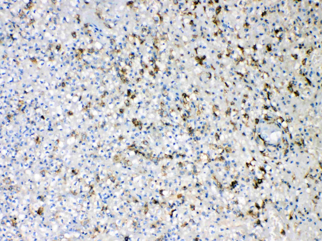 IBA1 Antibody in Immunohistochemistry (Paraffin) (IHC (P))