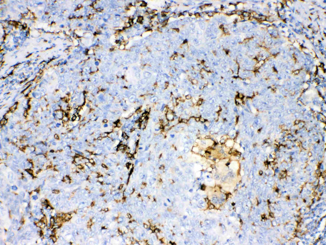 IBA1 Antibody in Immunohistochemistry (Paraffin) (IHC (P))