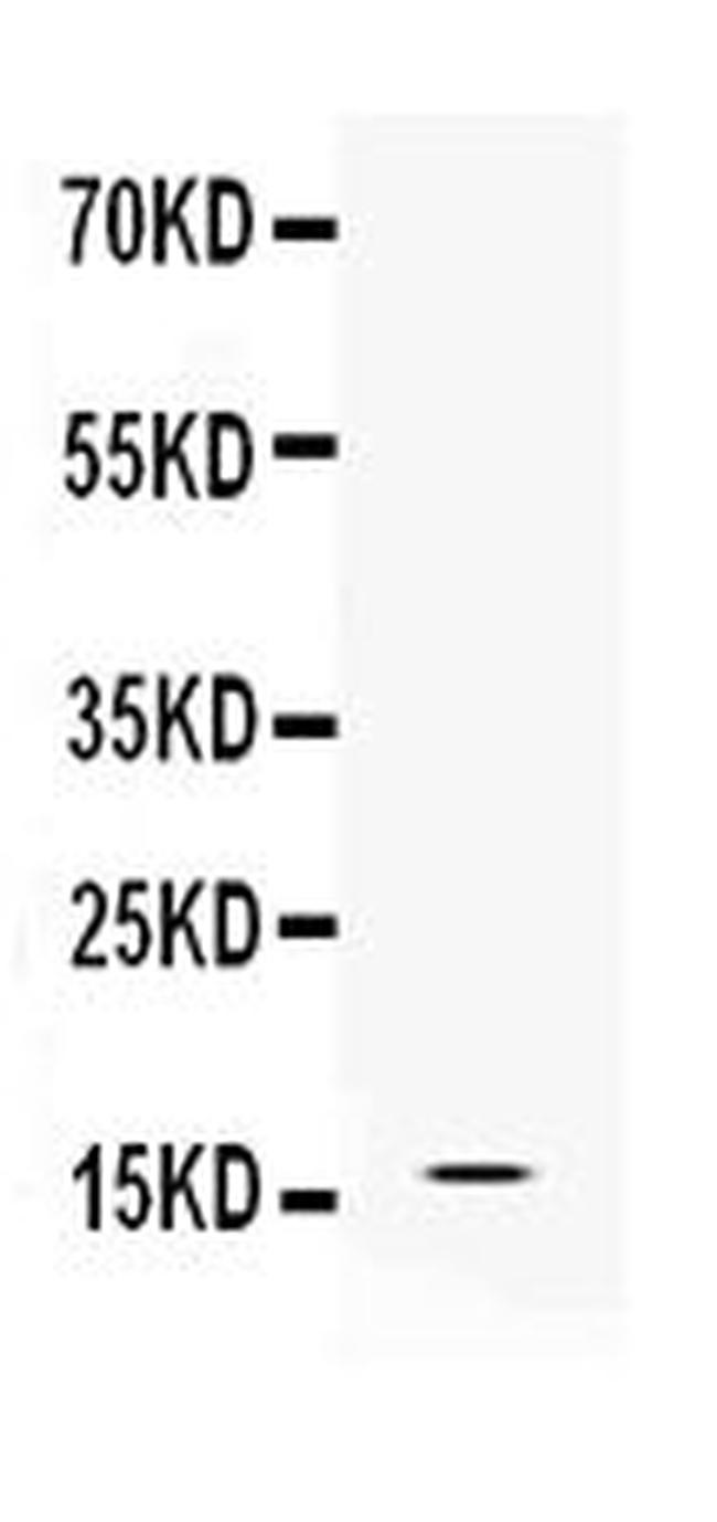 IBA1 Antibody in Western Blot (WB)