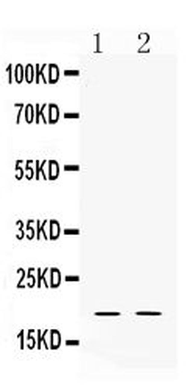 DEFA1 Antibody in Western Blot (WB)