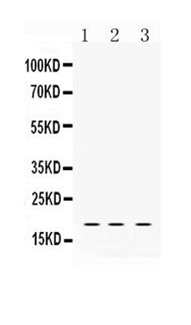 LMO1 Antibody in Western Blot (WB)