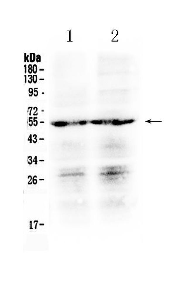 PTGER4 Antibody in Western Blot (WB)