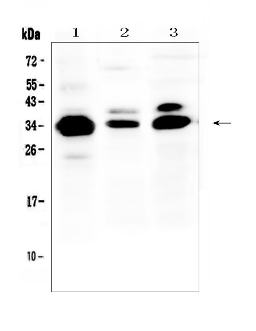 IL-1 beta Antibody in Western Blot (WB)