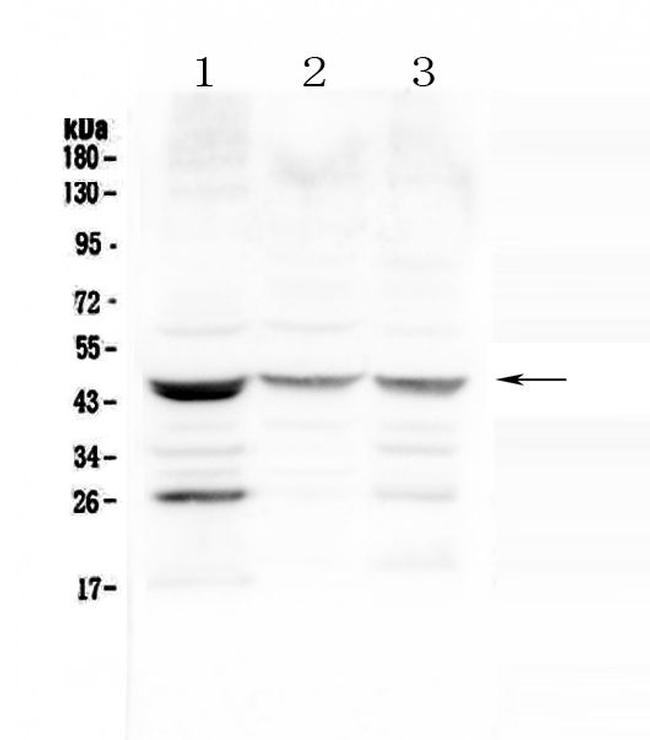 SFTPB Antibody in Western Blot (WB)