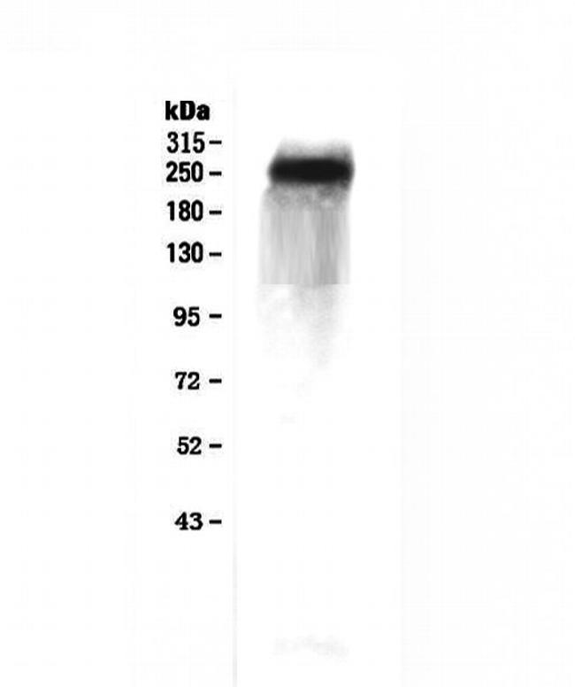 Factor V Antibody in Western Blot (WB)