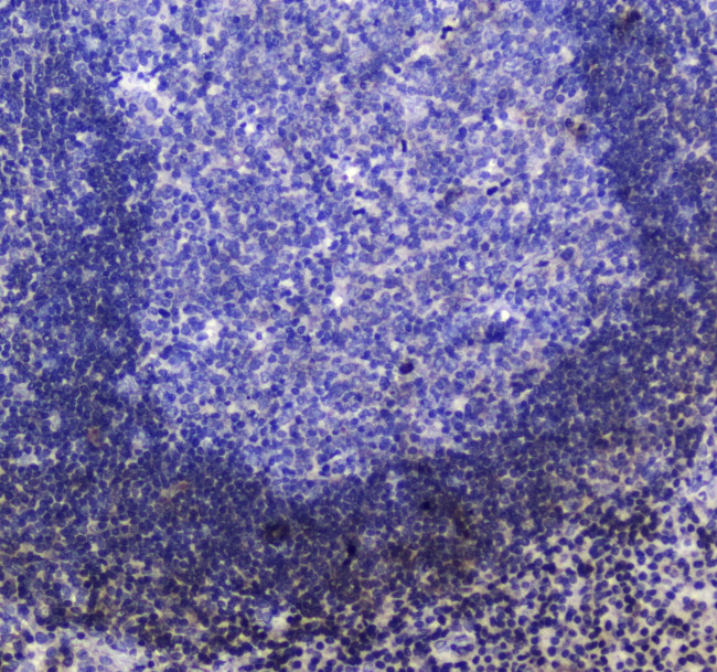 SHIP1 Antibody in Immunohistochemistry (Paraffin) (IHC (P))