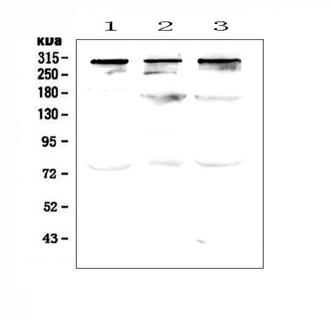 TPR Antibody in Western Blot (WB)