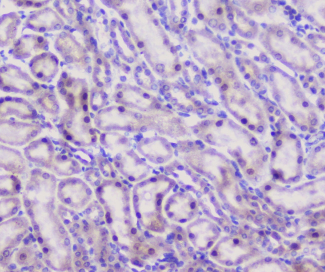 Properdin Antibody in Immunohistochemistry (Paraffin) (IHC (P))