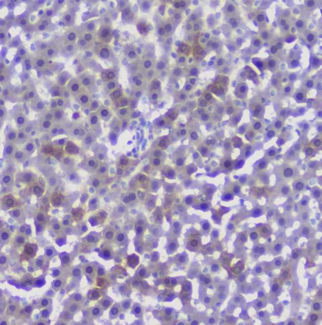 Properdin Antibody in Immunohistochemistry (Paraffin) (IHC (P))