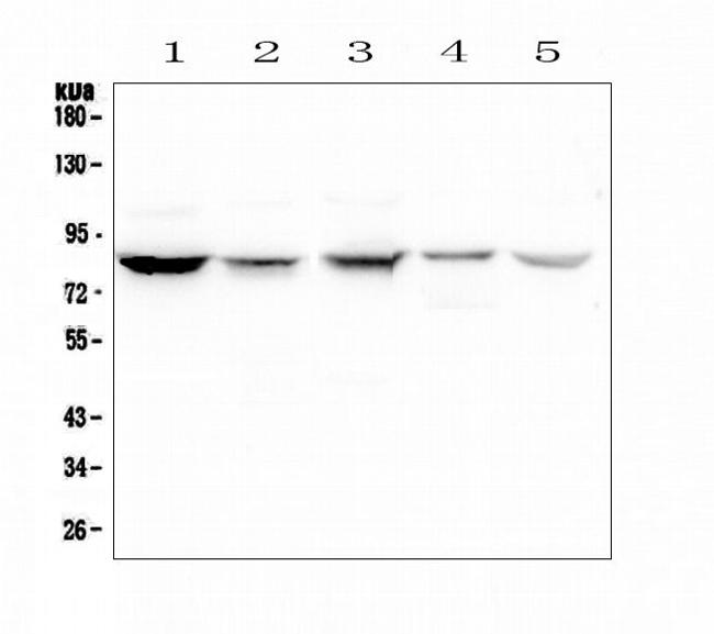 NOX5 Antibody in Western Blot (WB)