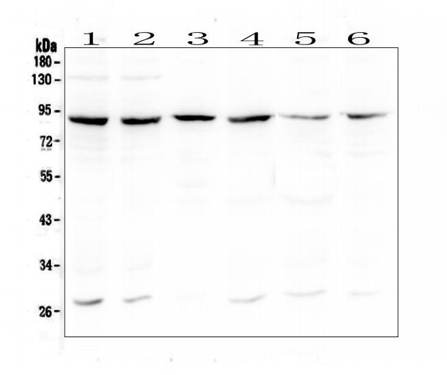 BCL6 Antibody in Western Blot (WB)