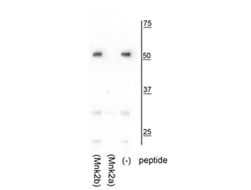 MKNK2A Antibody in Western Blot (WB)